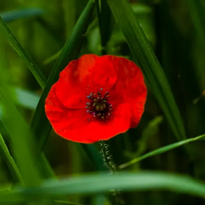 zelfontspanners 260519 buren mg 6511