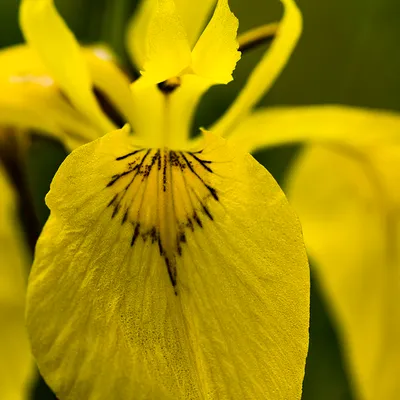 zelfontspanners 260519 buren mg 6553