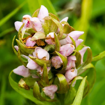 zelfontspanners 260519 buren mg 6566