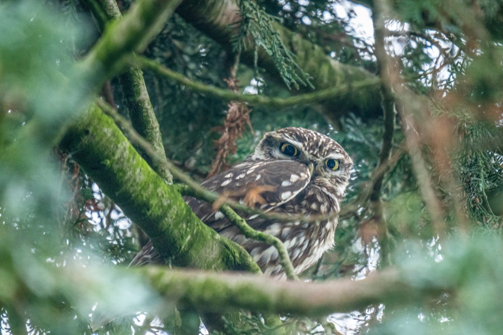 Steenuil in het groen