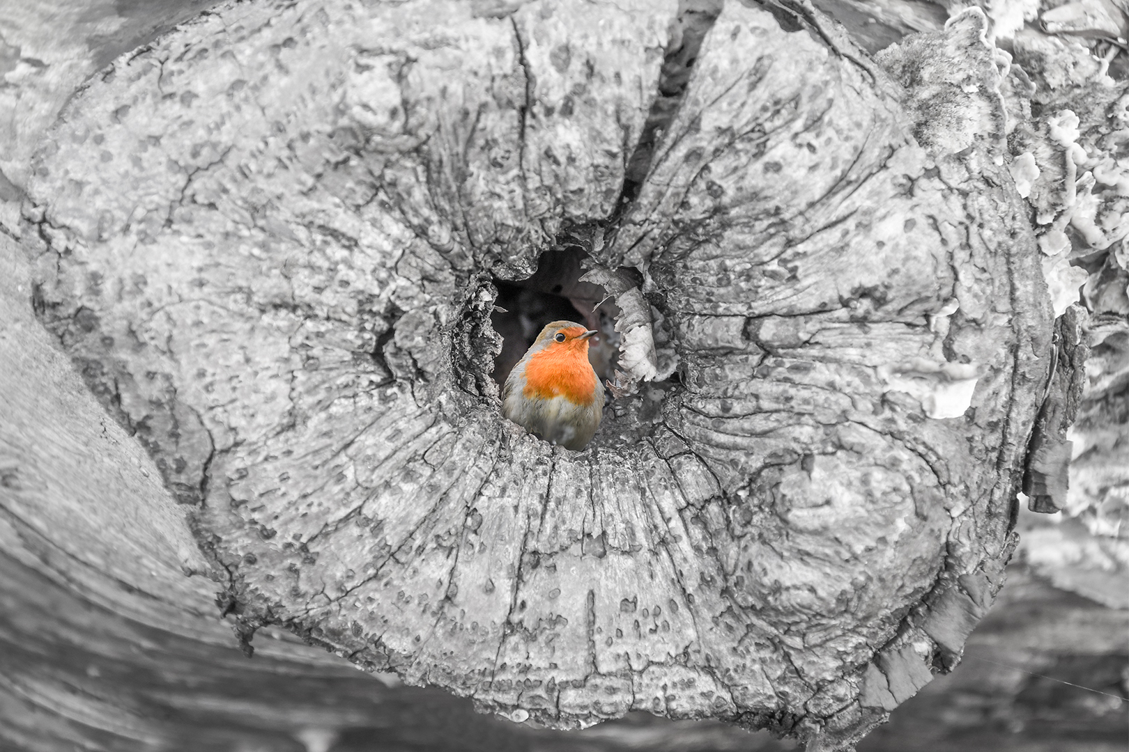 roodborstje in het bos