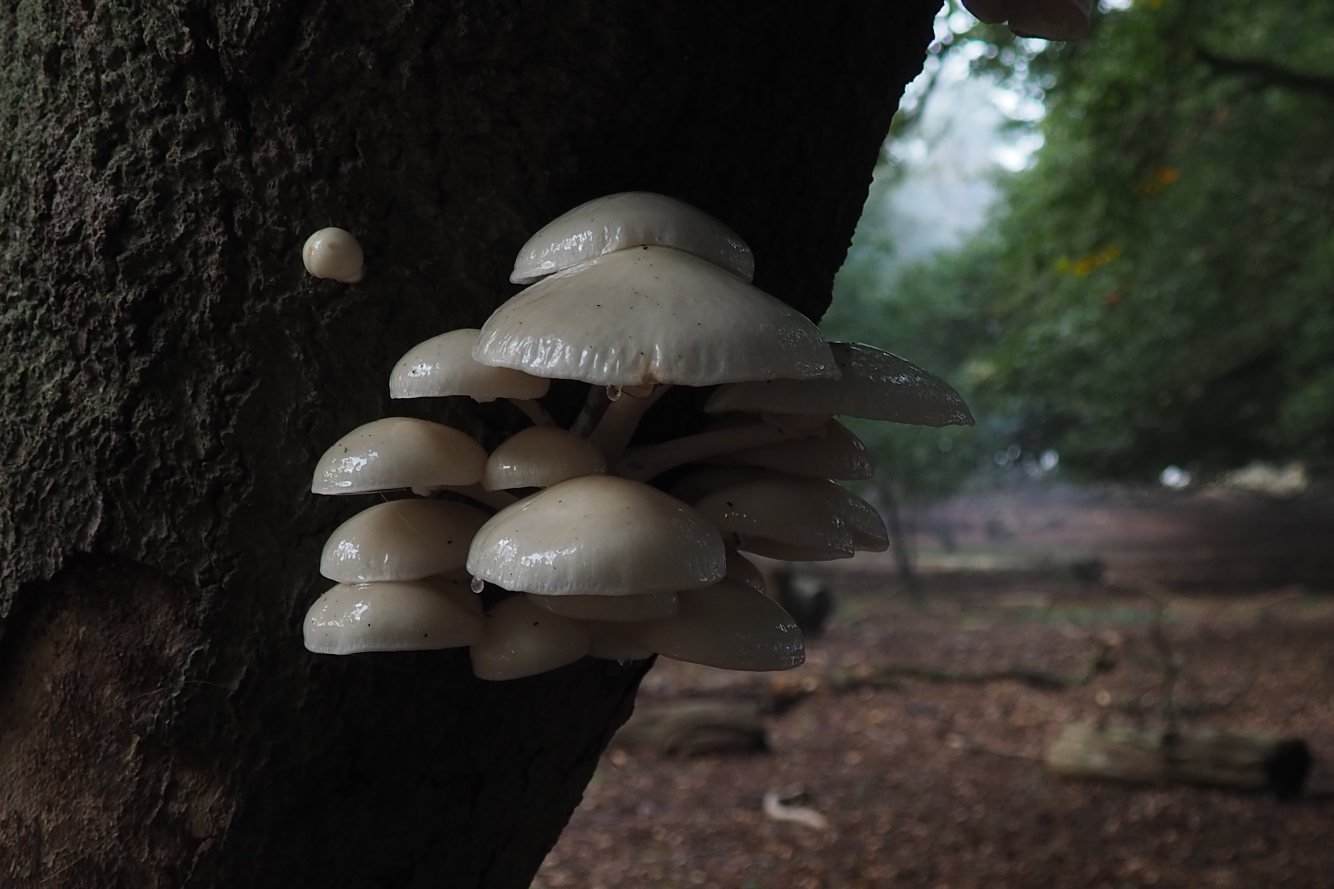 10-2021 Planken Wambuis