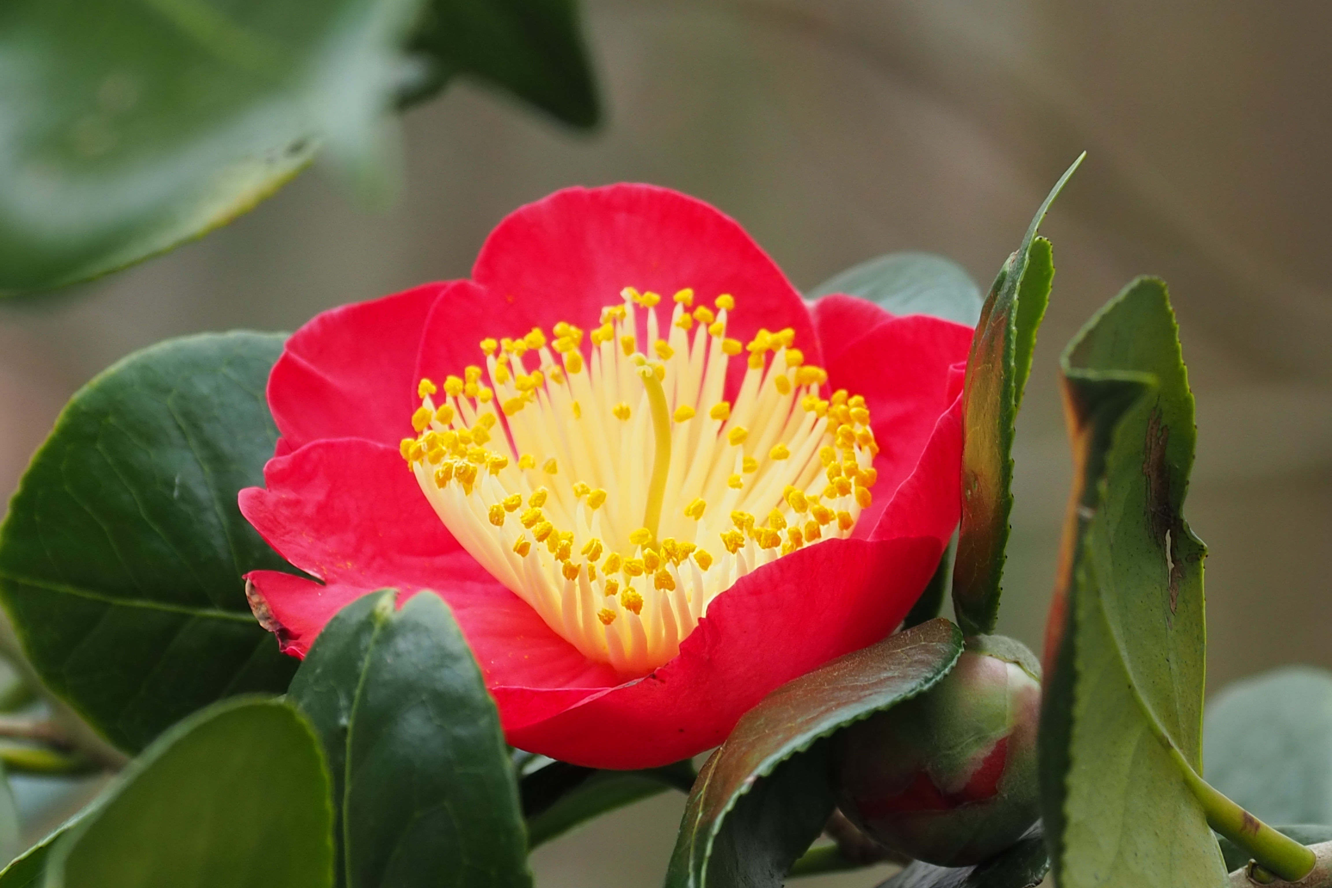 03-2022 Belmonte Arboretum