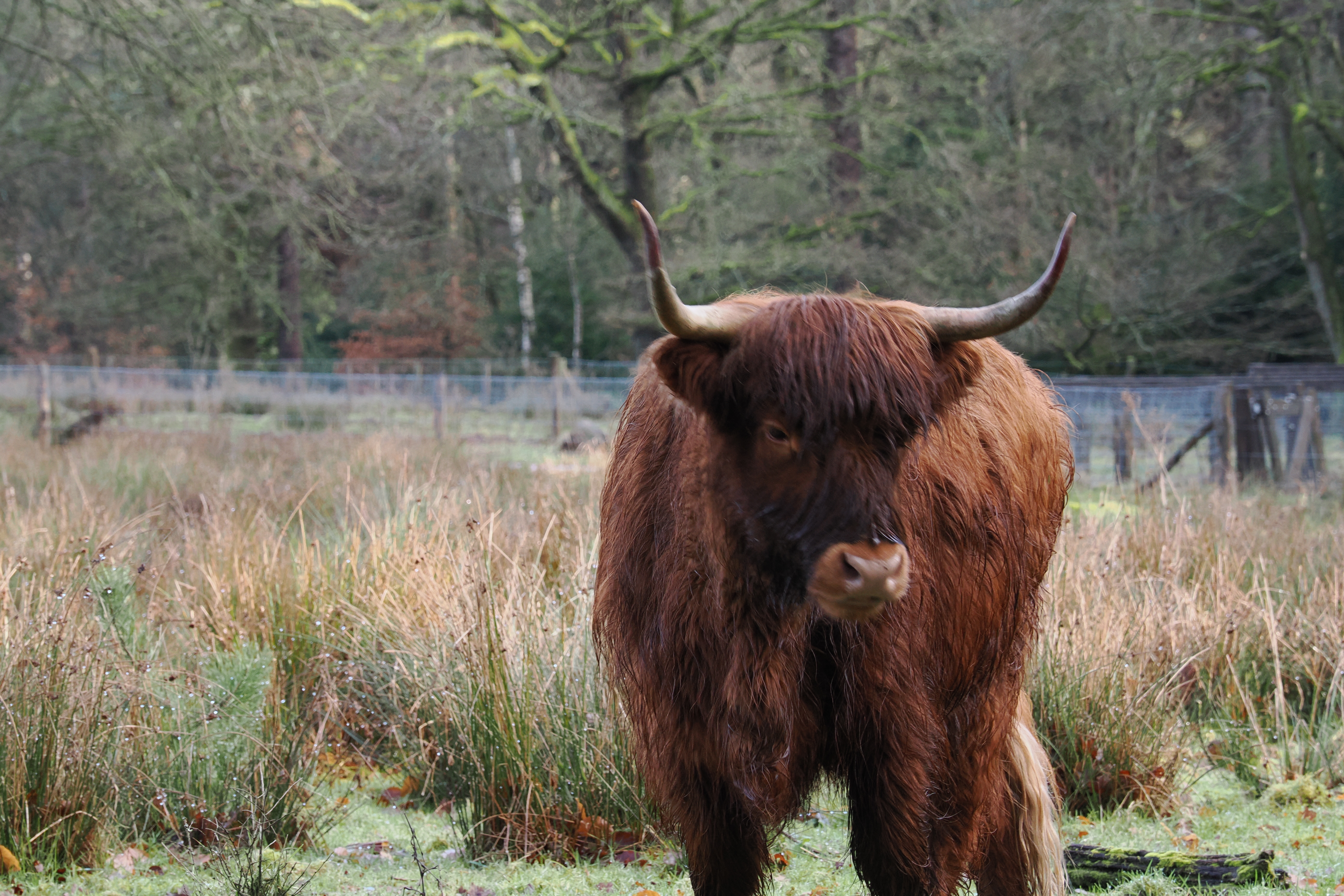 01-2025 Carolinahoeve de Steeg