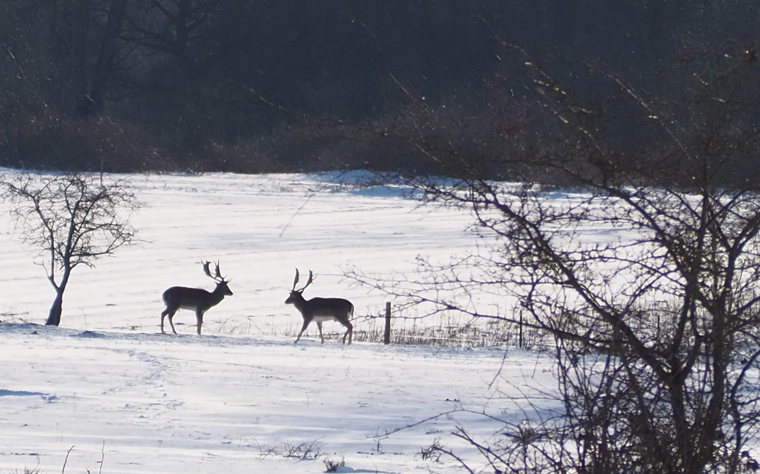 02-2021 Plantage Willem III Elst U