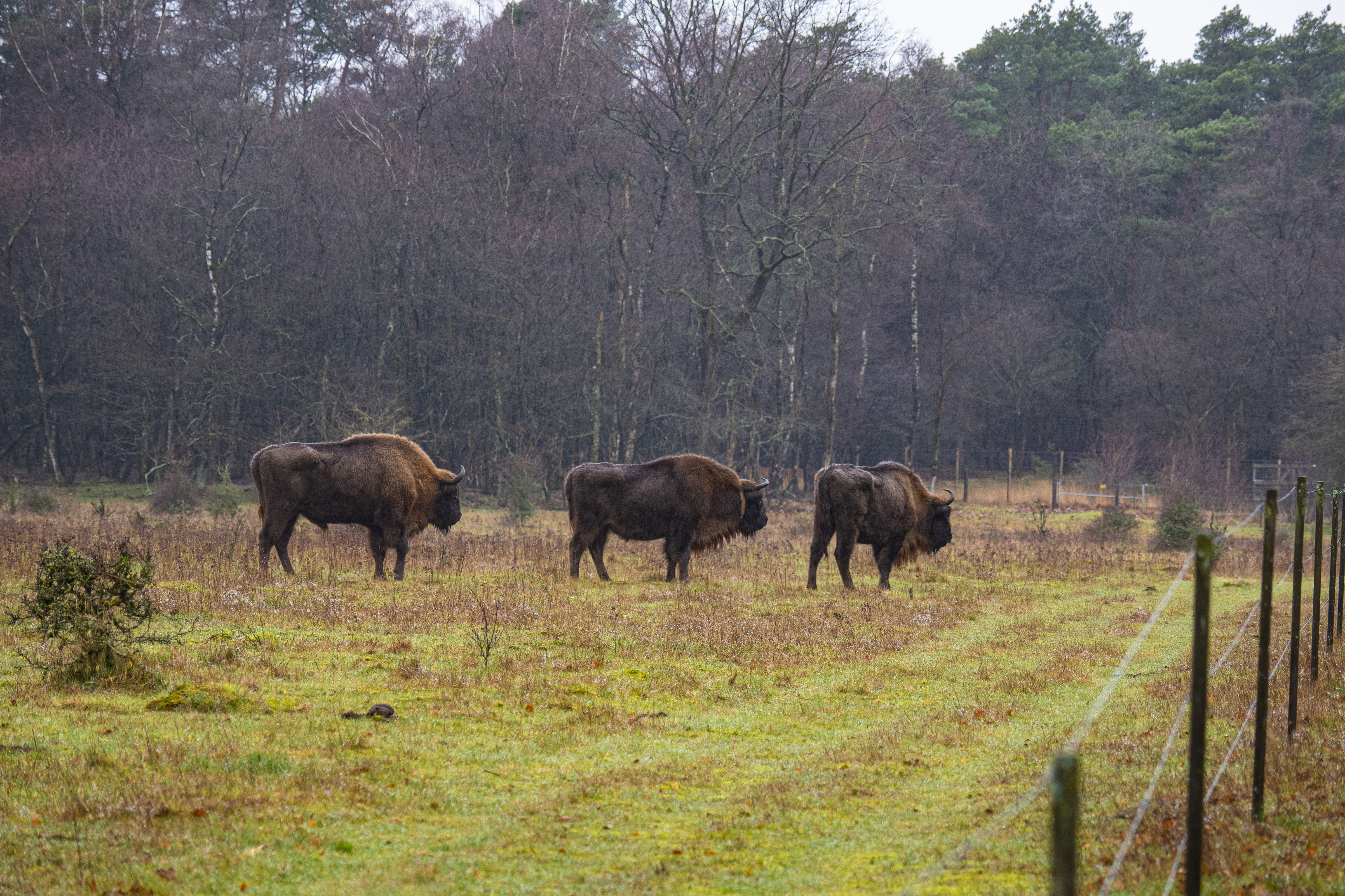 02-2023 Wisenten Veluwe