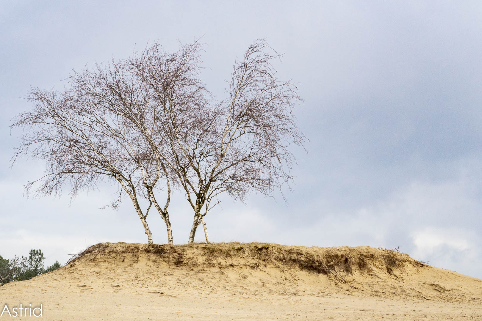 03-2021 Loonse en Drunense duinen