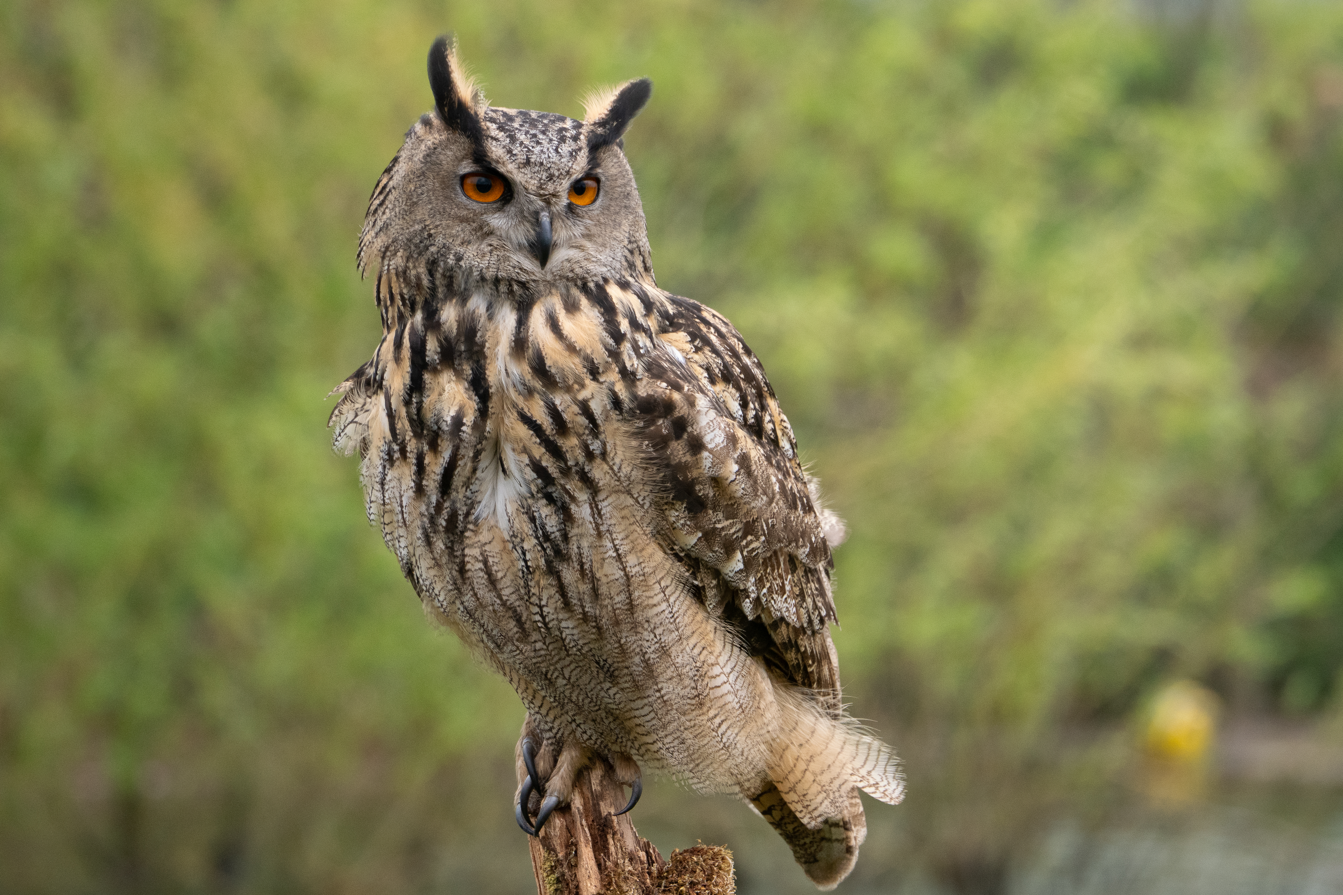 04-2025 de Valk fotografie