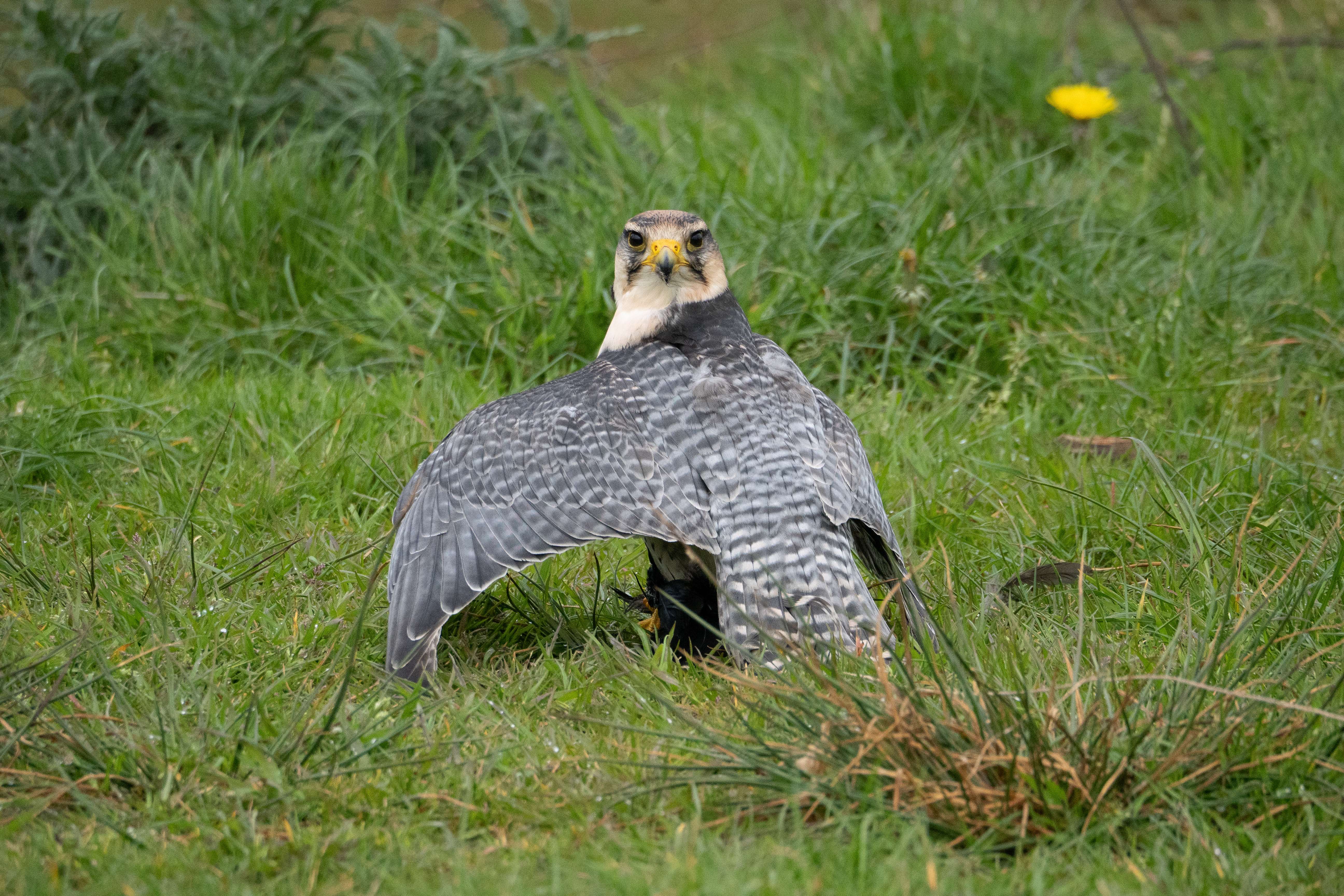 04-2025 de Valk fotografie