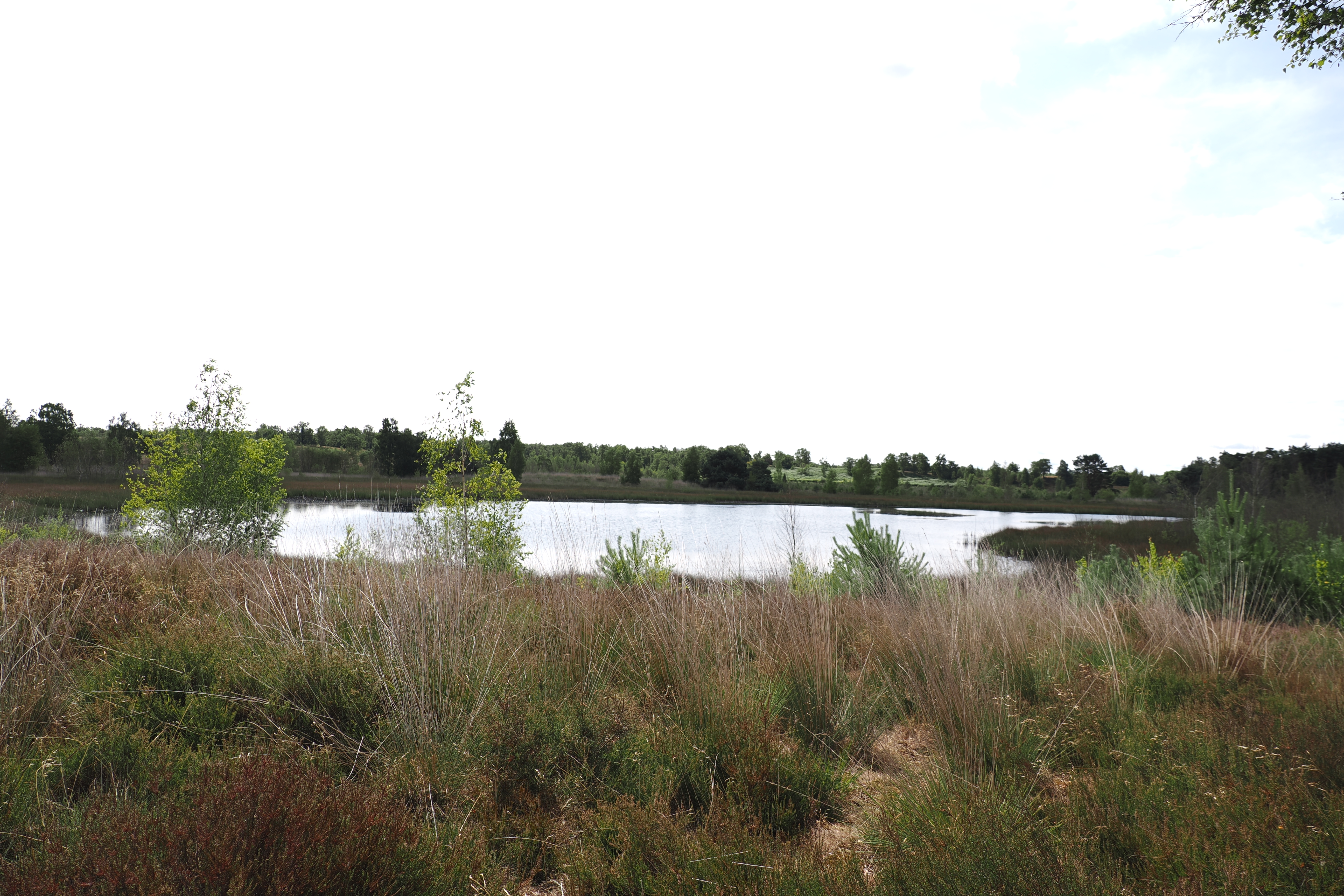 07-2025 Jachthut op den Hamer Wellerlooi