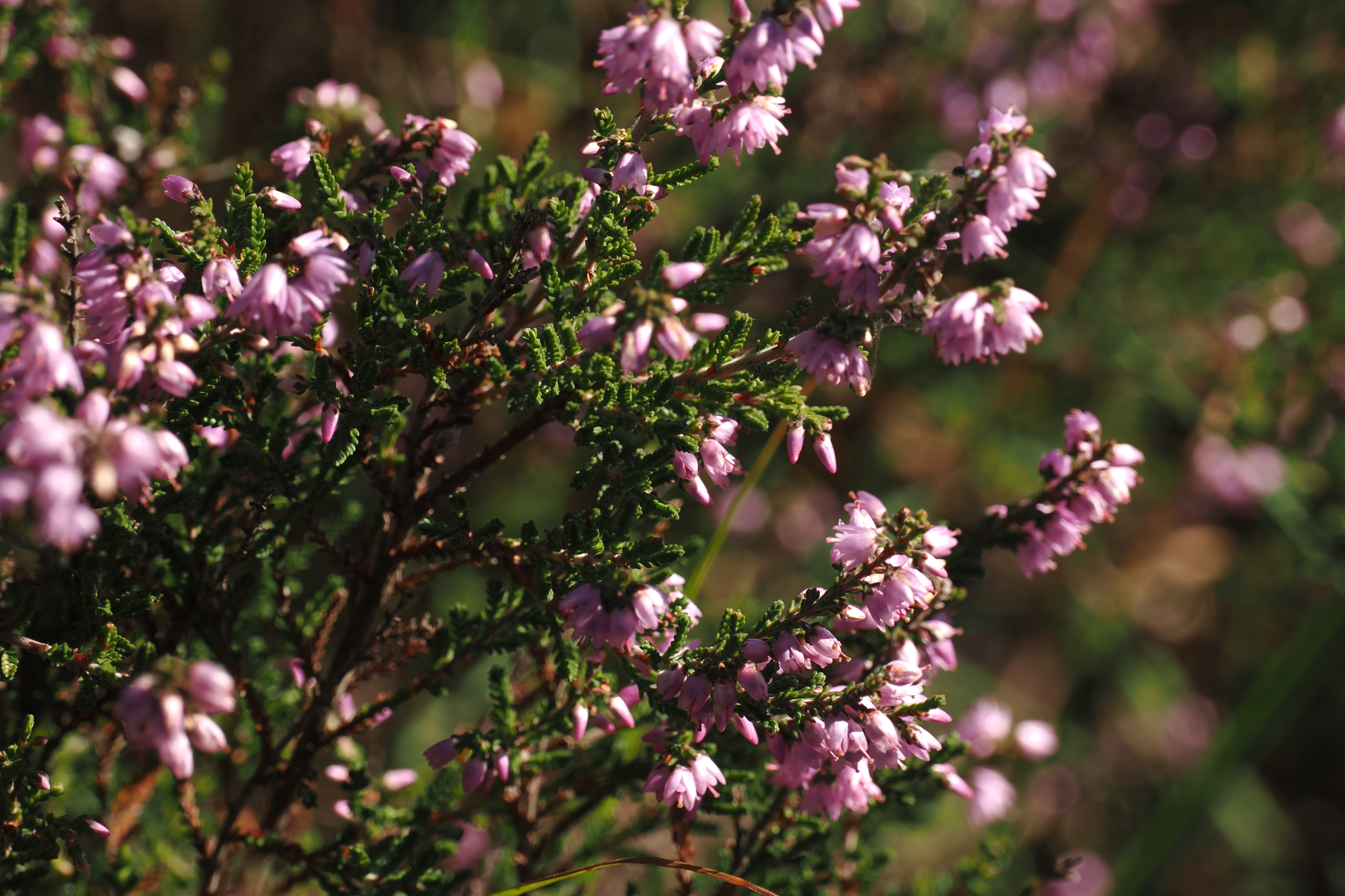 08-2025 Belversen Oisterwijk