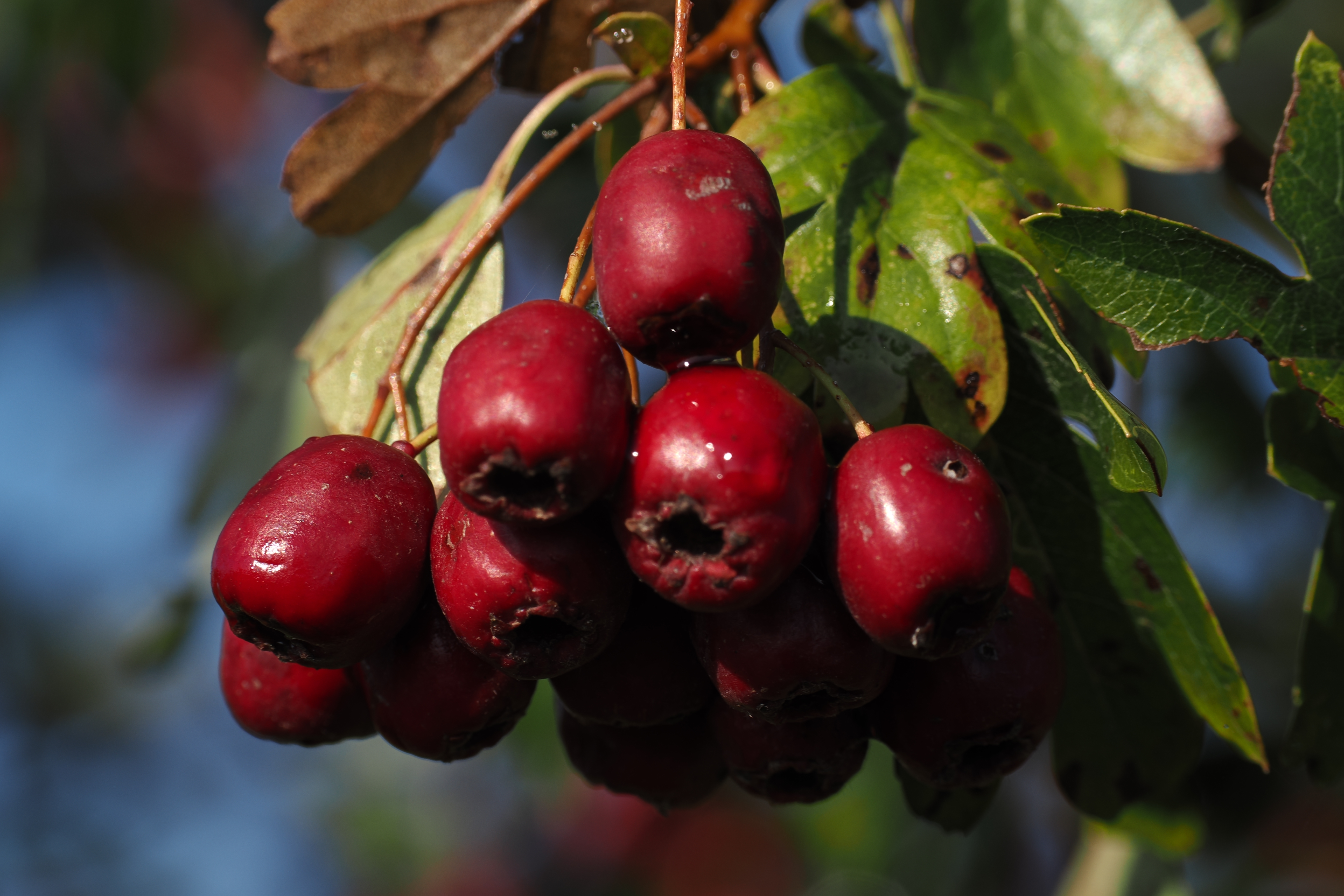 09-2025 Weurtse uiterwaarden