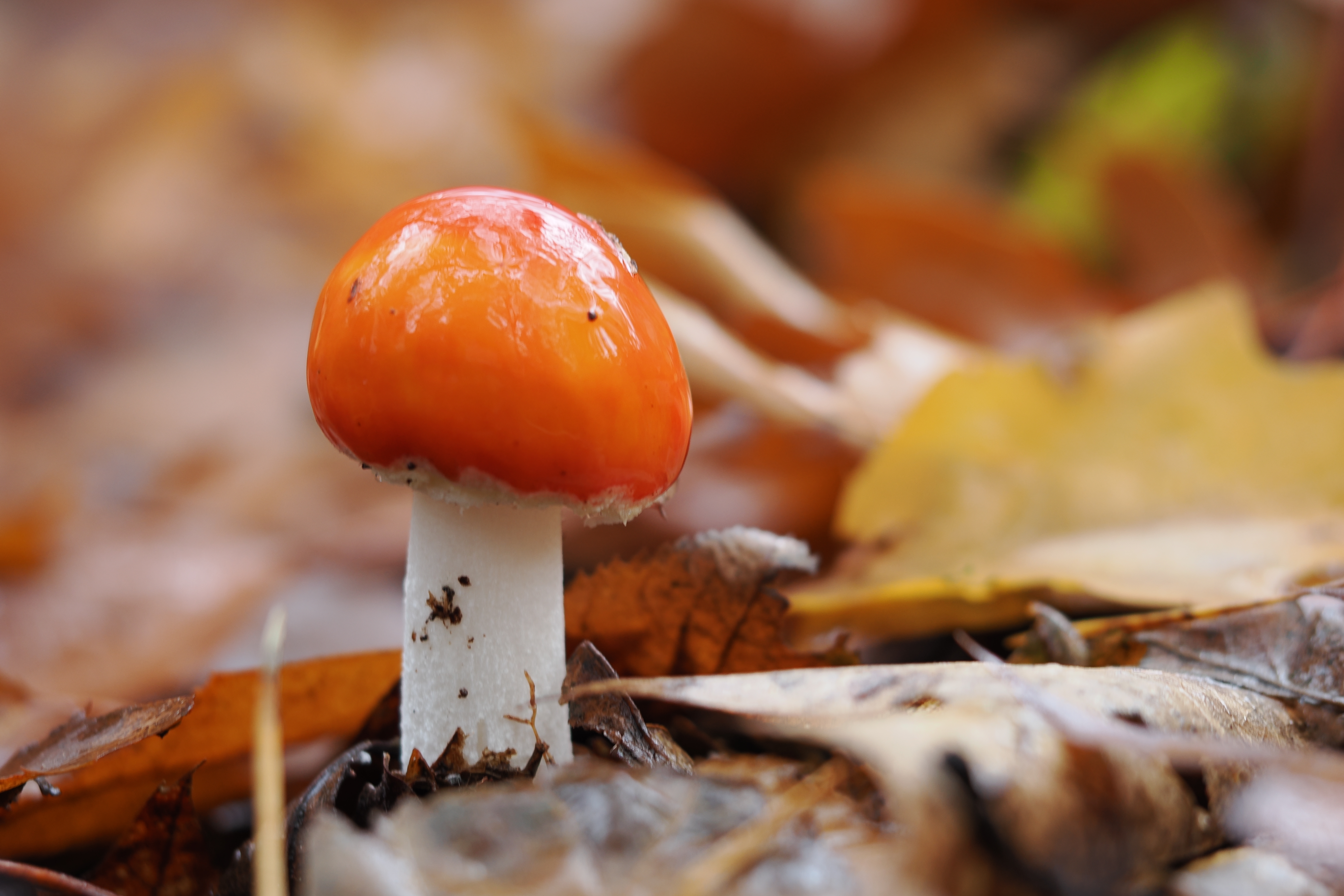 10-2025 Residence Rhenen