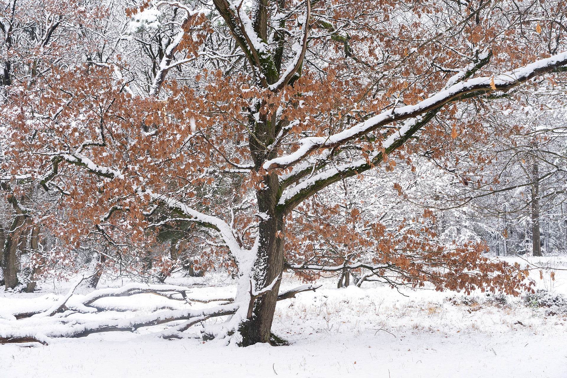 Winters tafereel in Heumensoord 