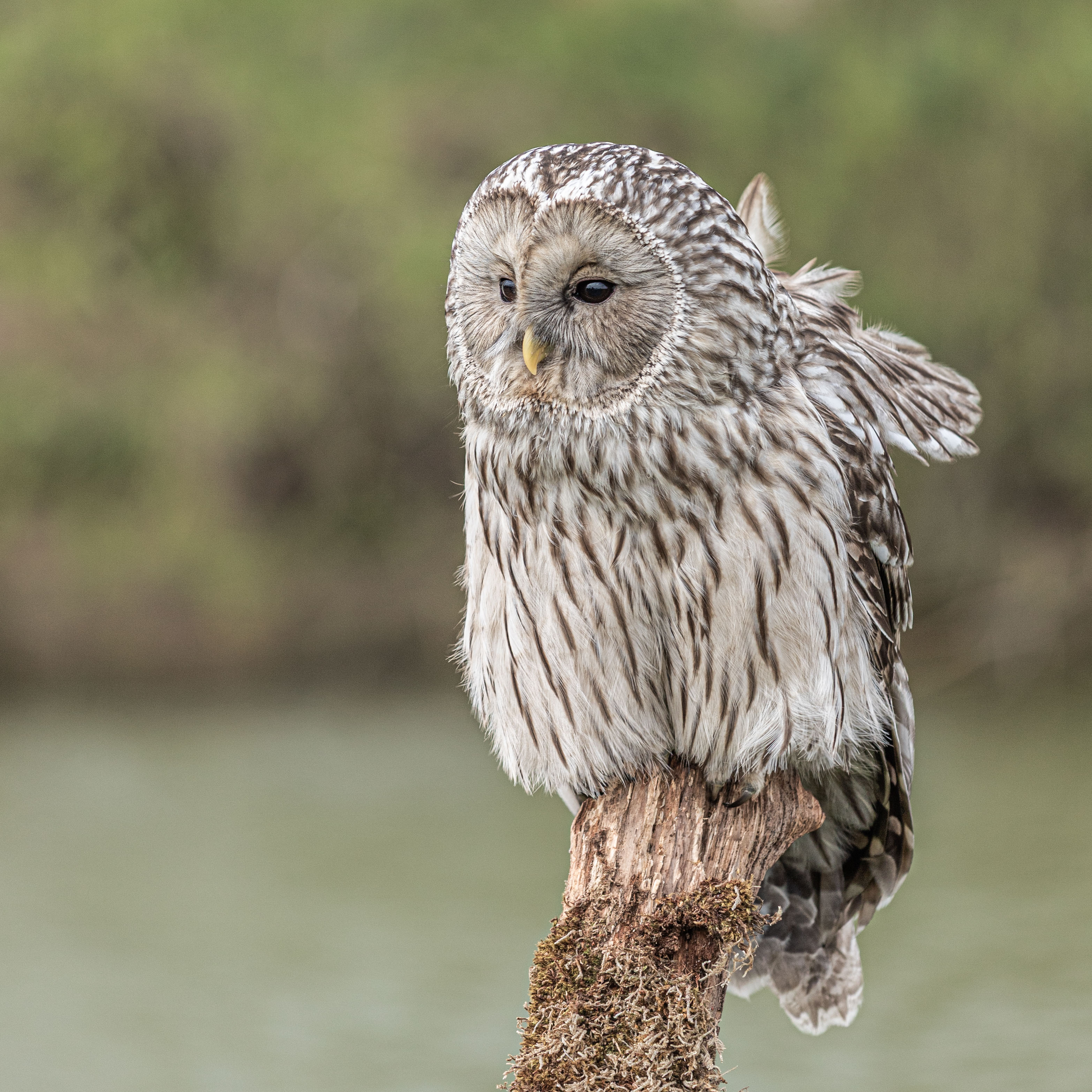 Laplanduil, De Valk Roofvogels, juli 2025