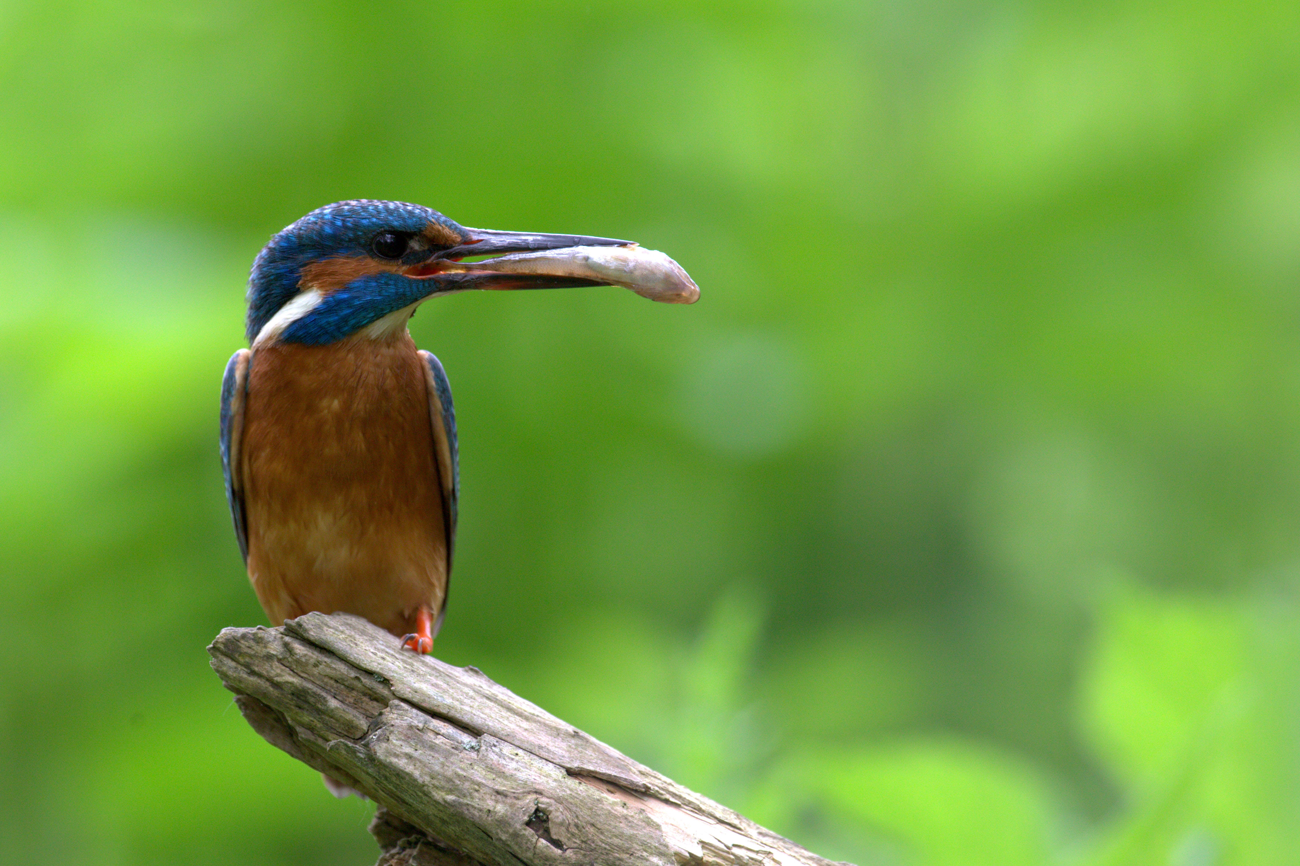 IJsvogel, Biesbosch