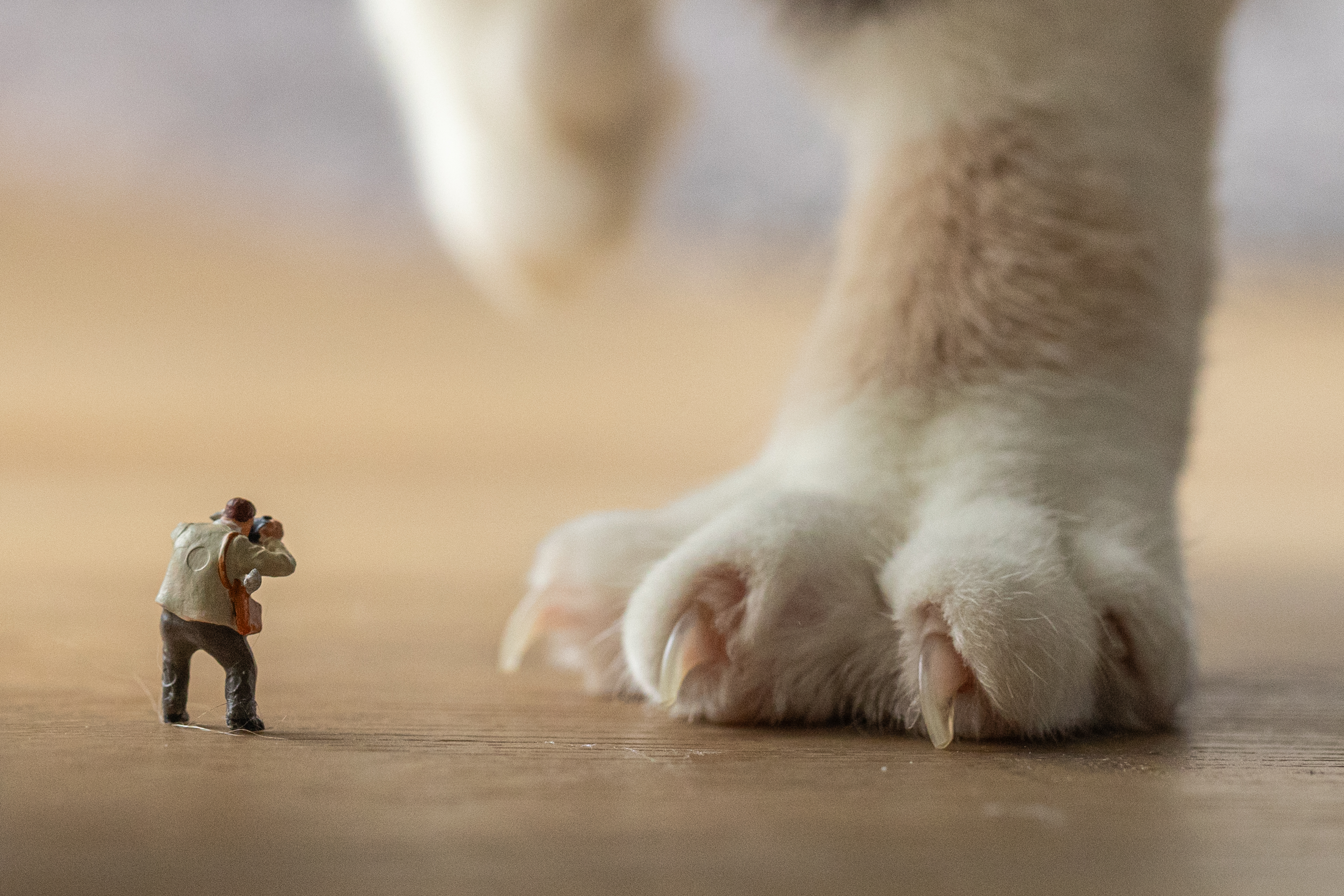 FWG Roos 2025, Miniaturen