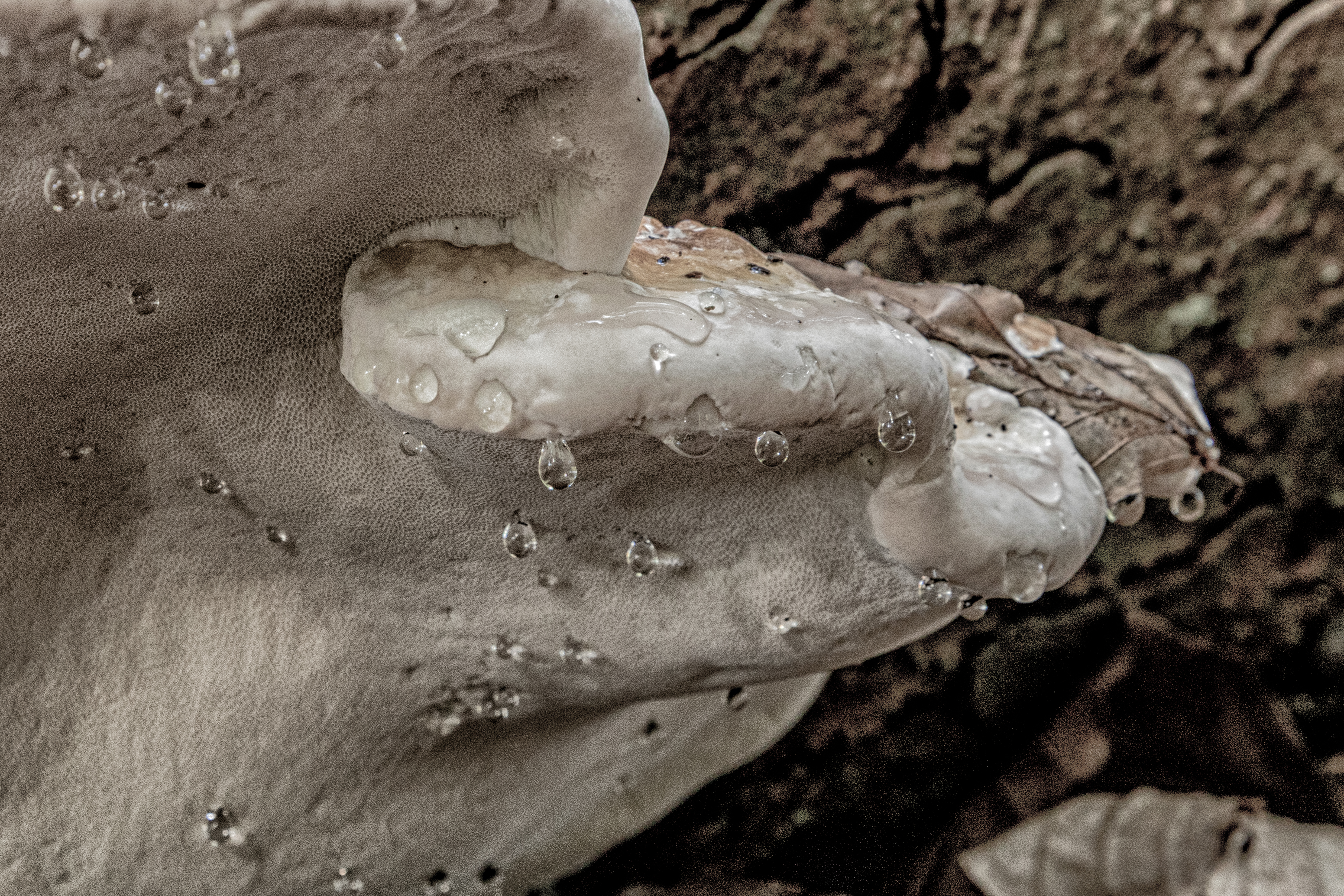 Tonderzwam met guttatie, Veluwezoom, oktober 2025