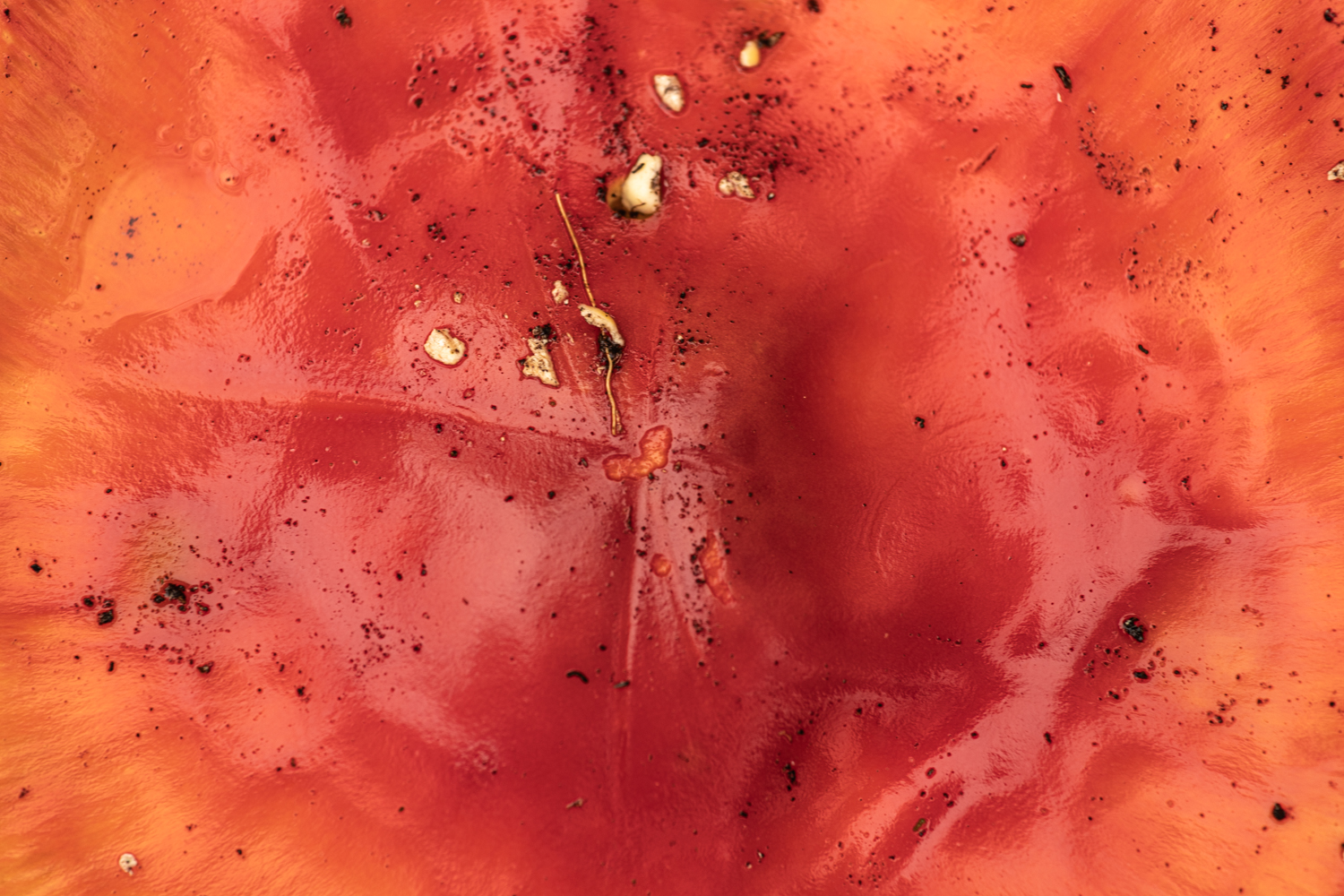 Red 2, Deelerwoud, oktober 2025