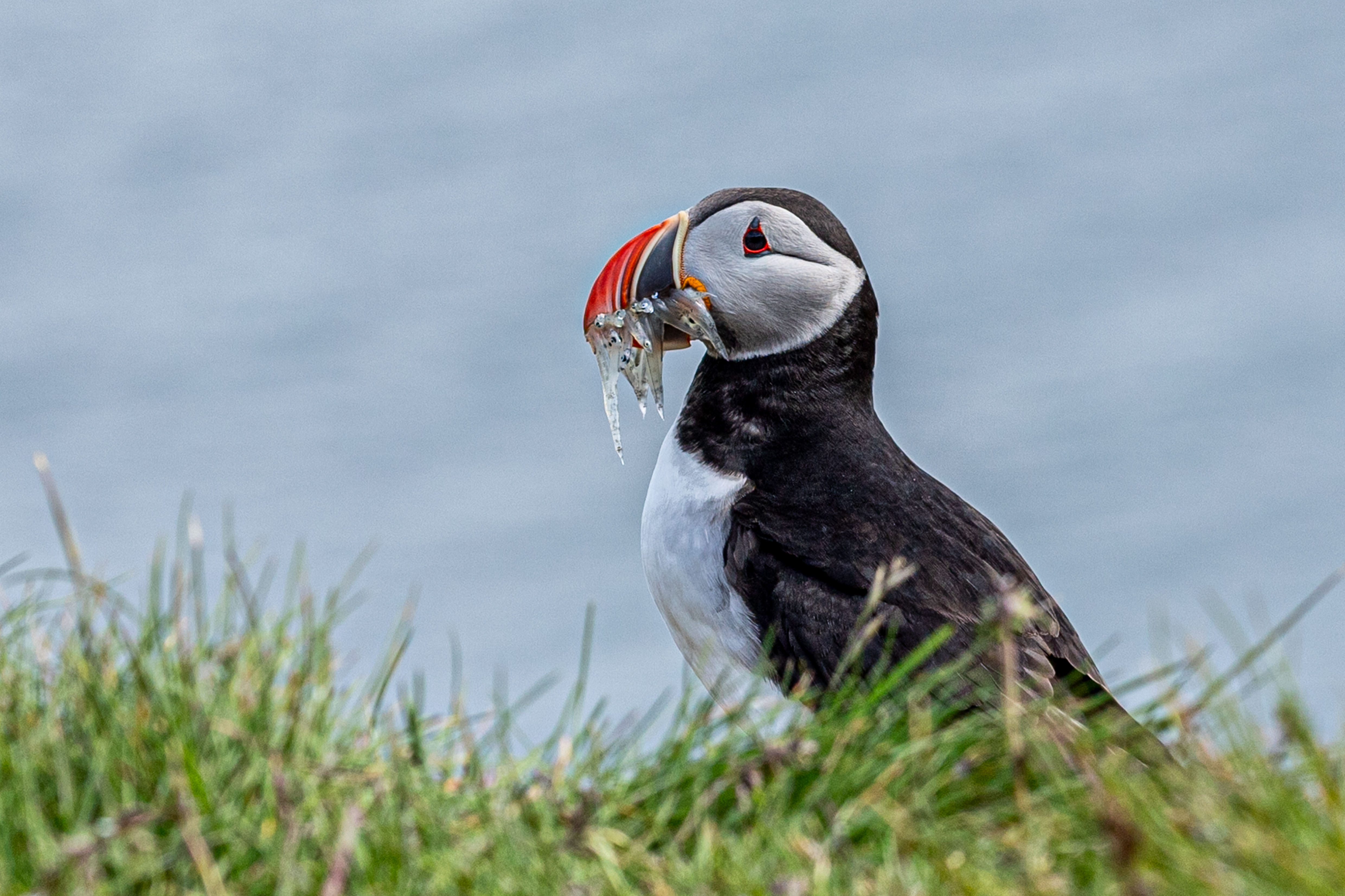 Puffin, Drangey, IJsland 2025